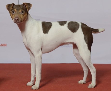 Brazilian Terrier