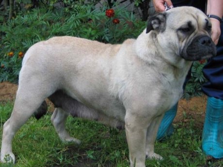 Perro de Presa Mallorquin