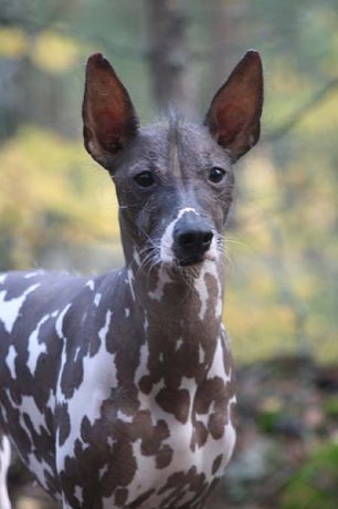 Peruvian Hairless Dog