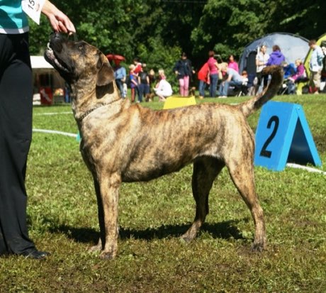 Presa Canario