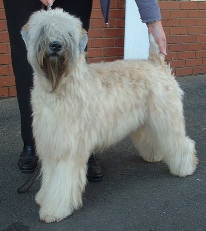 Soft-coated Wheaten Terrier