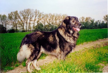 Yugoslavian Shepherd Dog